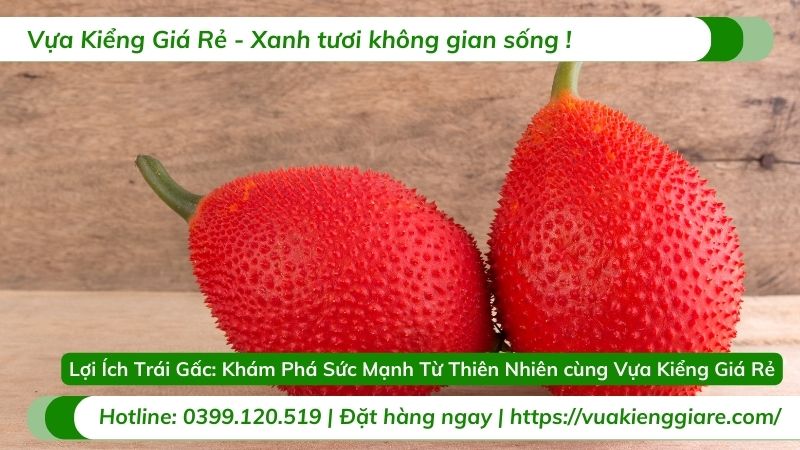 lợi ích trái gấc