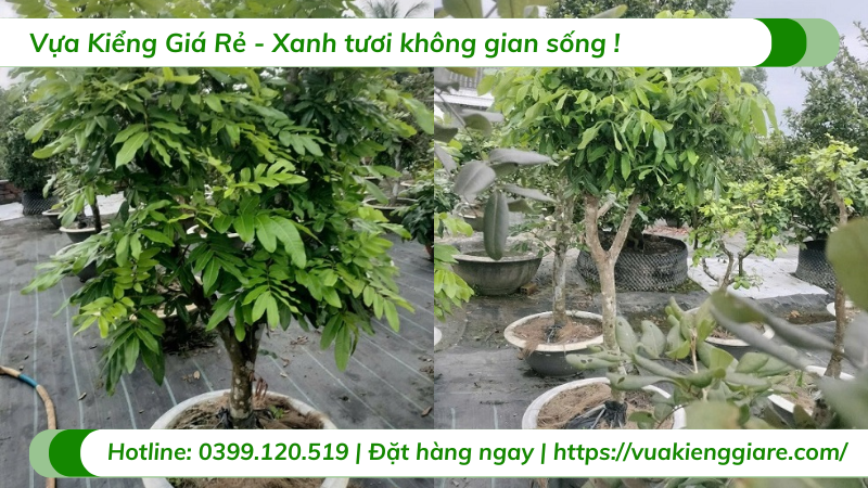 Cây nhãn tiêu thân lớn trồng chậu