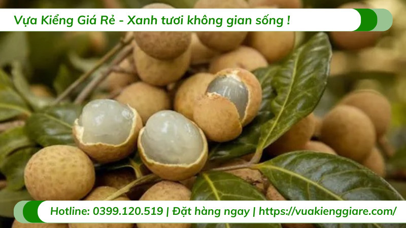 Cây nhãn tiêu thân lớn trồng chậu