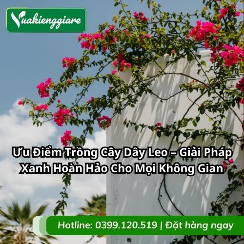 ưu điểm trồng cây dây leo