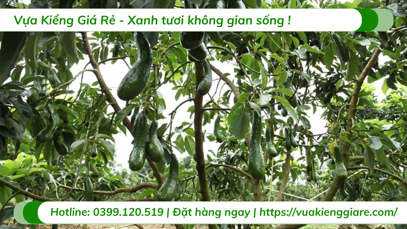 Cây bơ sáp trưởng thành chuẩn bị ra trái