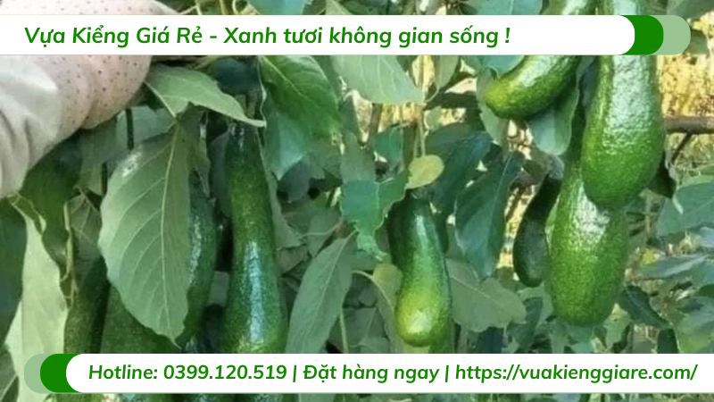 Cây bơ sáp trưởng thành chuẩn bị ra trái