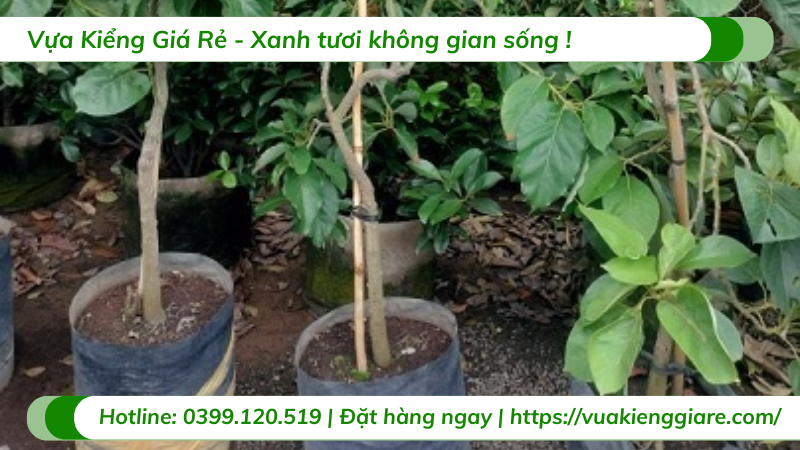 Cây bơ sáp trưởng thành chuẩn bị ra trái