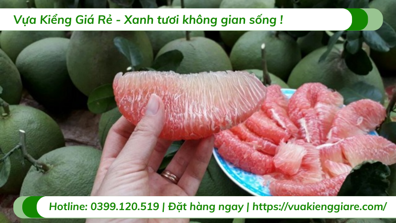 cây bưởi da xanh có trái