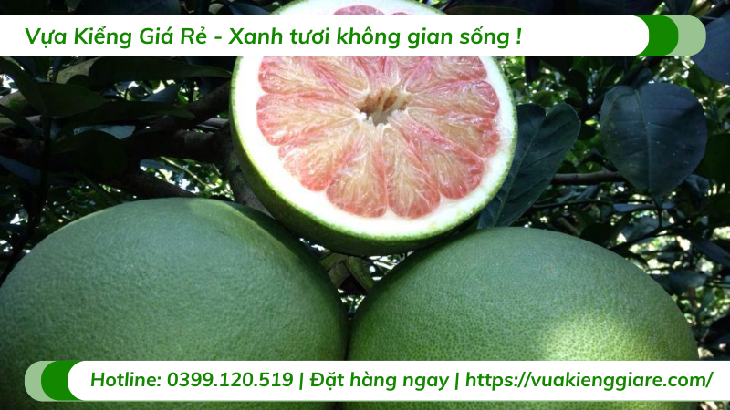 cây bưởi da xanh có trái