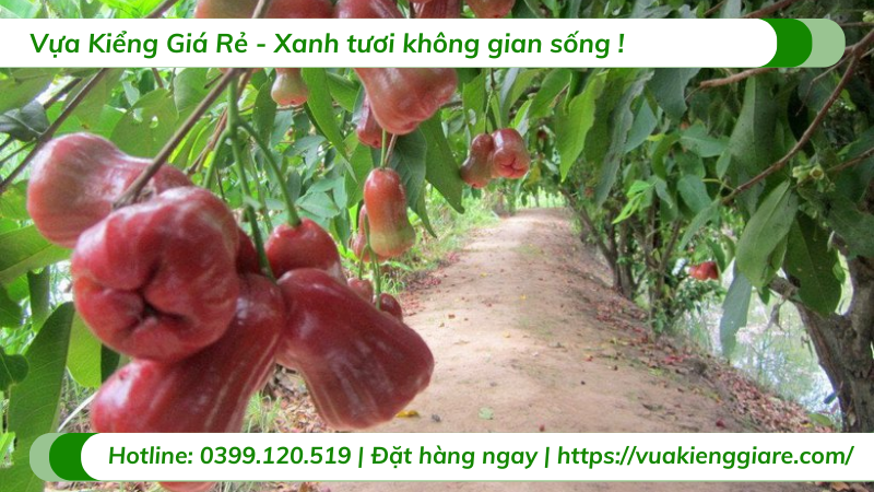 Cây mận an phước cao 3m gốc to