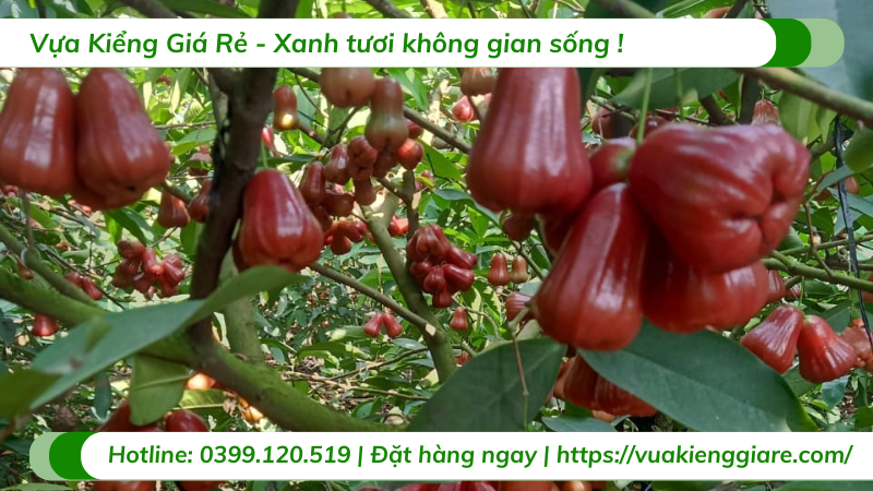 Cây mận an phước cao 3m gốc to