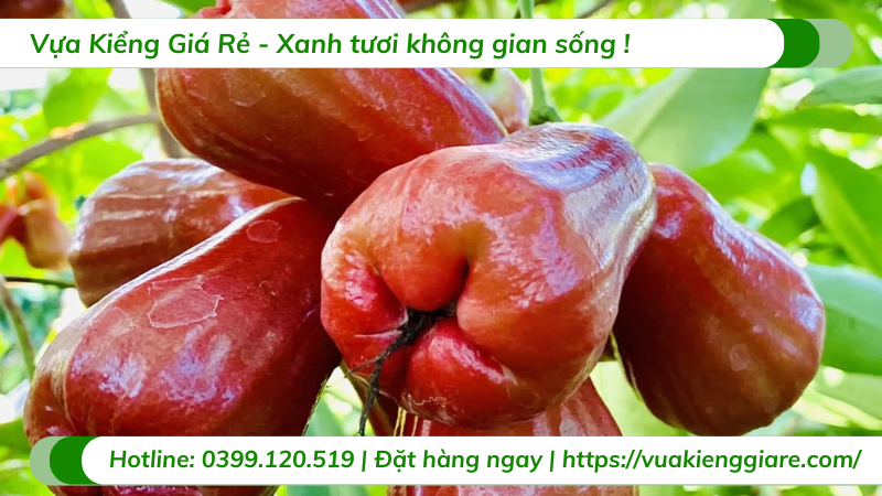 Cây mận an phước cao 3m gốc to