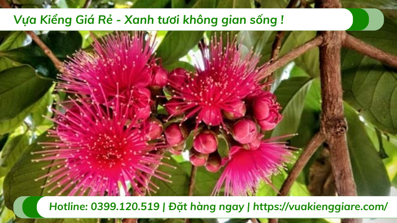 Cây mận điều đỏ cao hơn 2m trưởng thành