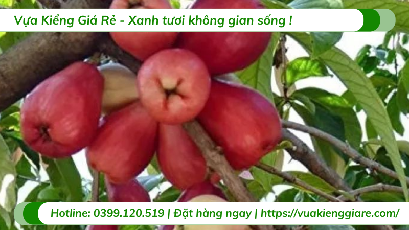 Cây mận điều đỏ cao hơn 2m trưởng thành