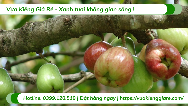 Cây mận điều đỏ cao hơn 2m trưởng thành