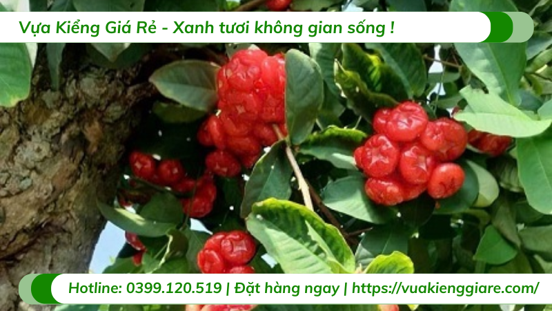 Cây mận hoàng yến gốc to