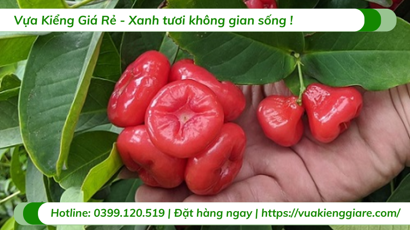 Cây mận hoàng yến gốc to