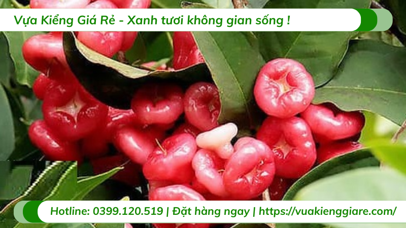 Cây mận hoàng yến gốc to