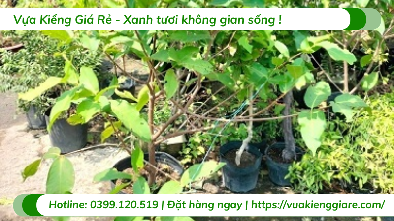 Cây mận hồng sóc trăng