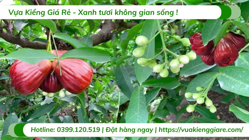 Cây mận hồng sóc trăng