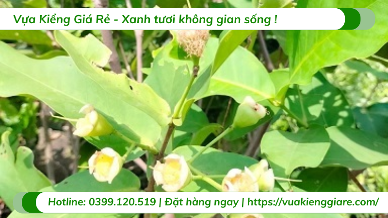 Cây mận hồng sóc trăng