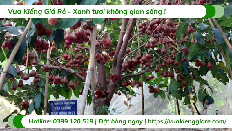 Cây mận hồng sóc trăng