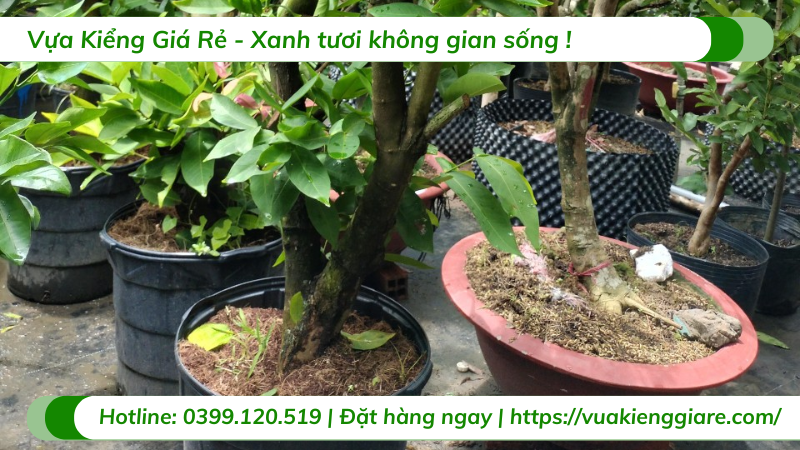 Cây mận trắng trưởng thành cao 3m
