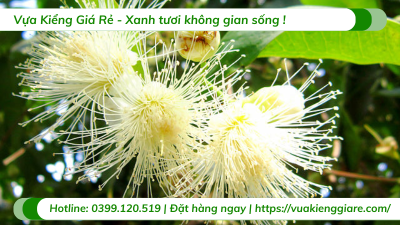 Cây mận trắng trưởng thành cao 3m