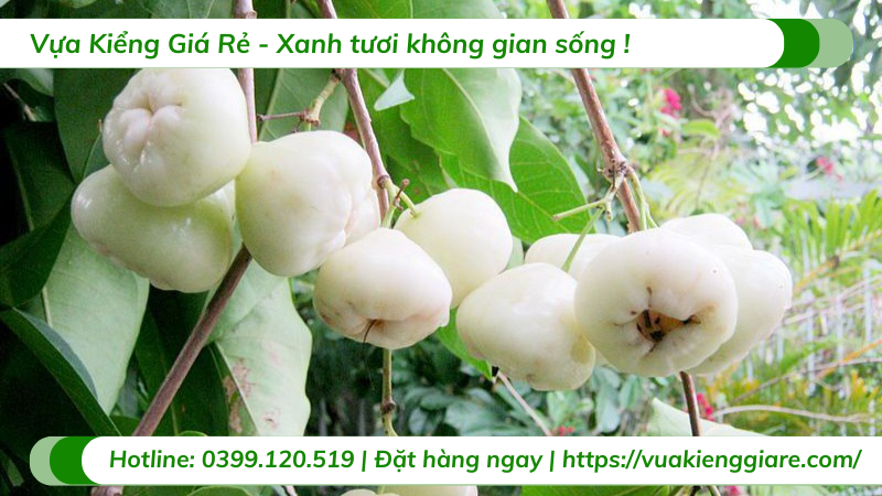 Cây mận trắng trưởng thành cao 3m