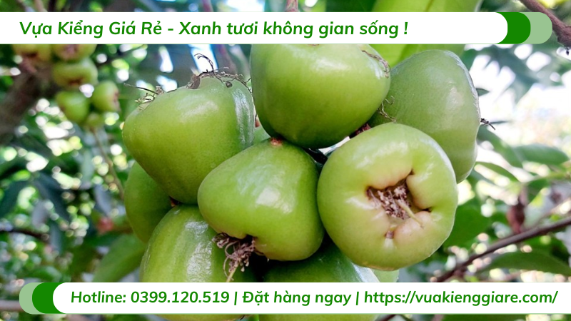 Cây mận xanh đường trưởng thành gốc lớn