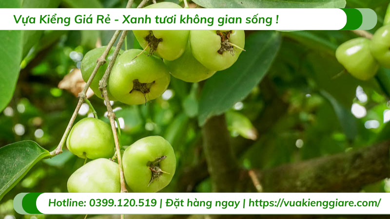 Cây mận xanh đường trưởng thành gốc lớn