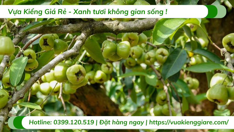 Cây mận xanh đường trưởng thành gốc lớn
