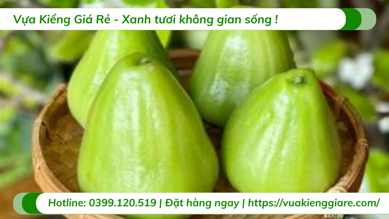 Cây mận xanh tam hoa trồng chậu trưởng thành