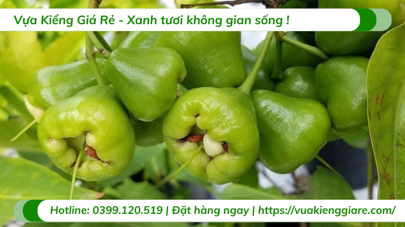 Cây mận xanh tam hoa trồng chậu trưởng thành