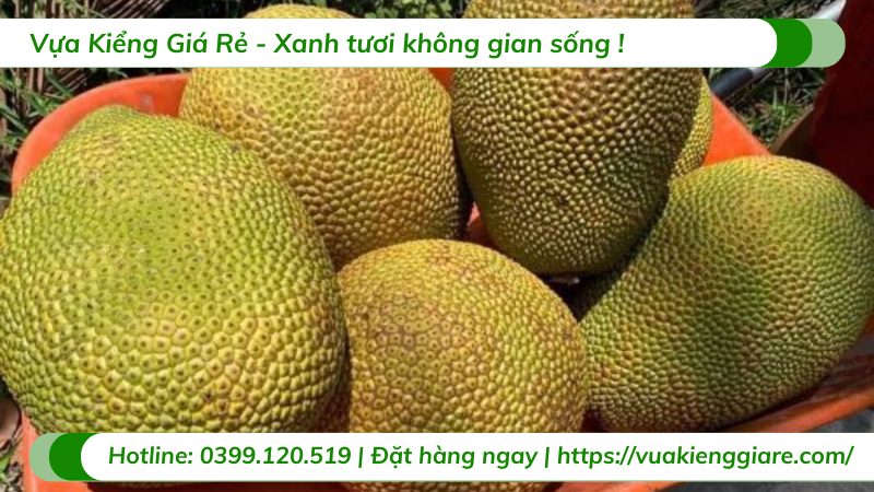 Cây mít ruột đỏ trưởng thành chuẩn bị có trái