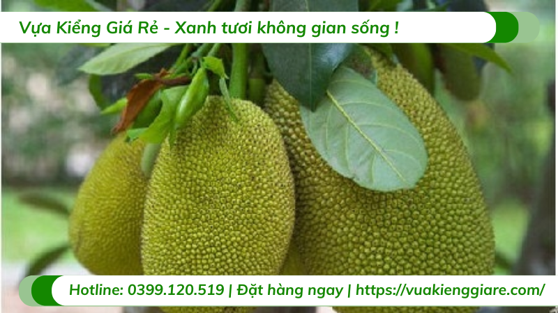 Cây mít ruột đỏ trưởng thành chuẩn bị có trái