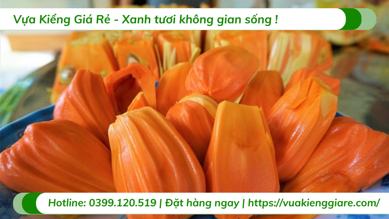 Cây mít ruột đỏ trưởng thành chuẩn bị có trái