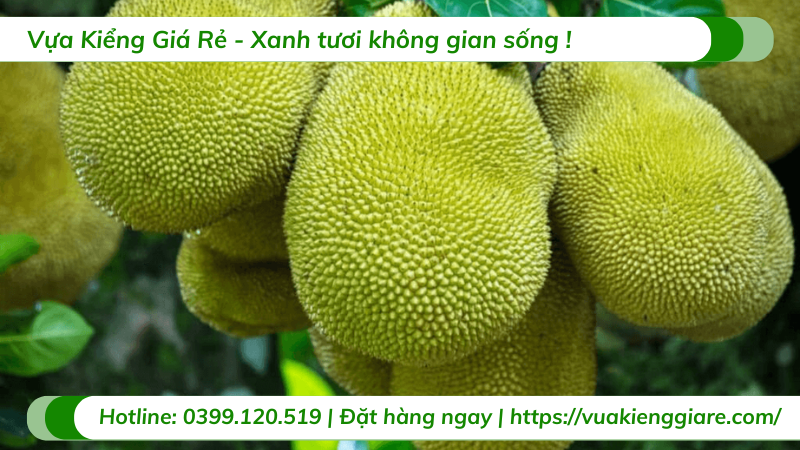 Cây mít thái trồng chậu trưởng thành gốc to