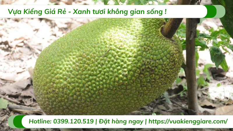 Cây mít thái trồng chậu trưởng thành gốc to