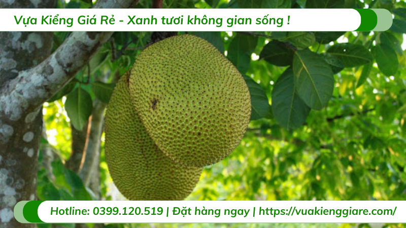 Cây mít thái trồng chậu trưởng thành gốc to