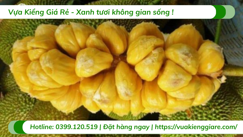 Cây mít tố nữ trưởng thành