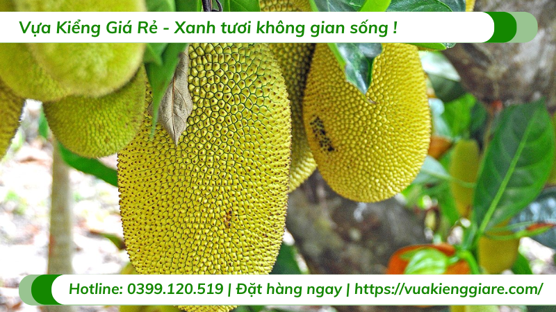 Cây mít tố nữ trưởng thành