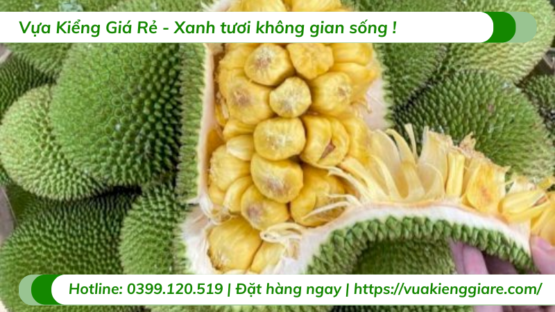 Cây mít tố nữ trưởng thành