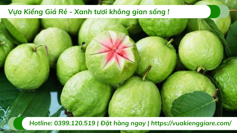 Cây ổi ruby ruột đỏ gốc to
