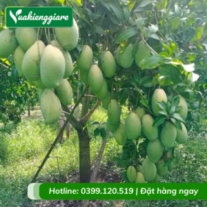 Cây xoài cát gốc to cao 3m