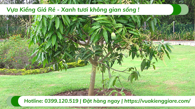 Cây xoài cát gốc to cao 3m