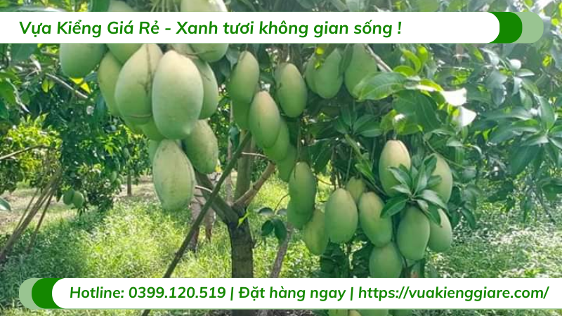 Cây xoài cát gốc to cao 3m