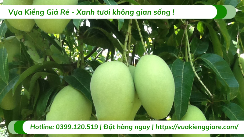 Cây xoài cát gốc to cao 3m