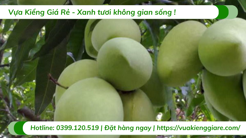 Cây xoài cát gốc to cao 3m
