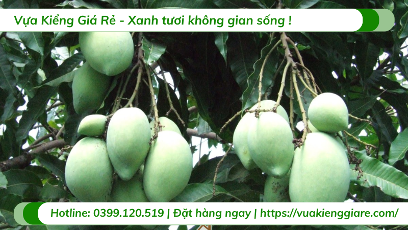 Cây xoài thái gốc to 