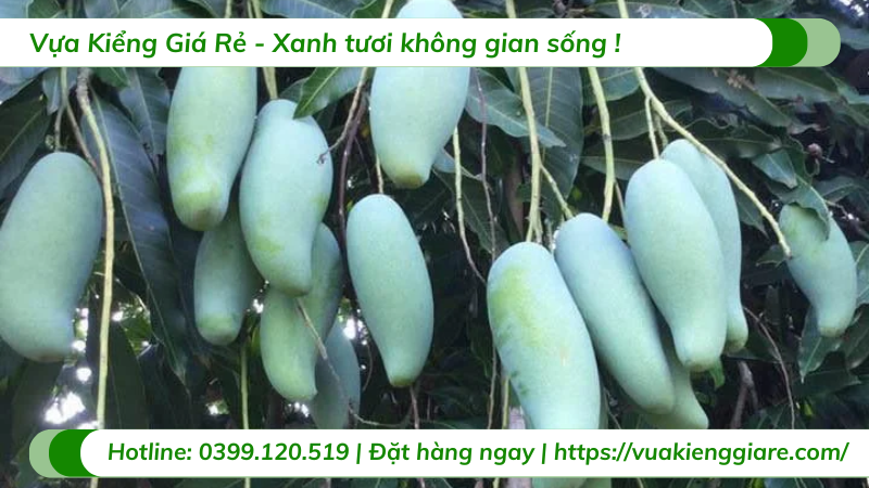 Cây xoài thái gốc to 
