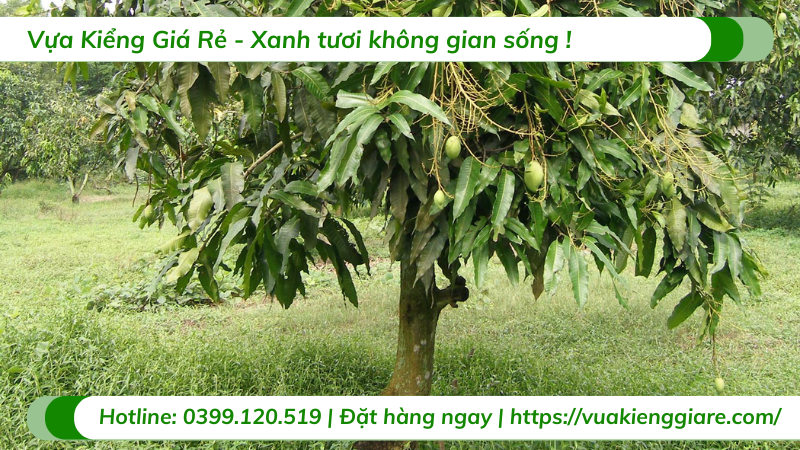 Cây xoài thái gốc to 