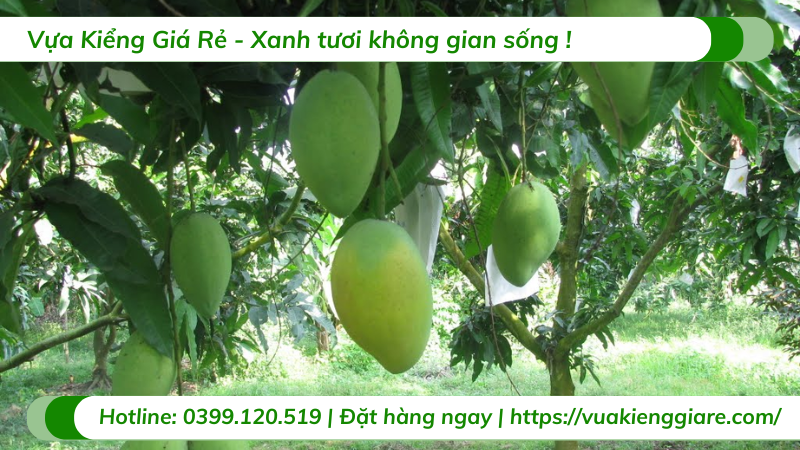 Cây xoài tứ quý trưởng thành