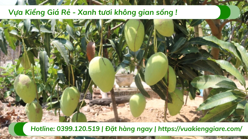 Cây xoài tứ quý trưởng thành